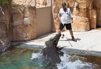 实拍：在澳洲冒死喂食凶残跳跃的巨鳄