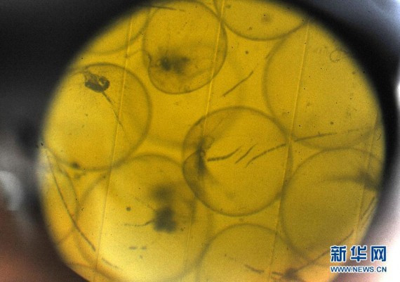 海上追踪:黄海山东日照海域爆发砖红色赤潮(高清组图)