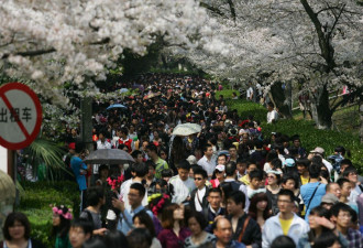 数十万人乘高铁前去武汉大学赏樱花