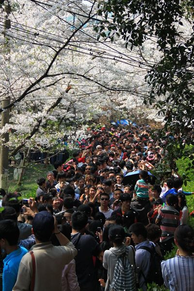 武汉大学挤爆了:数十万人乘高铁前去赏樱花(高清组图)