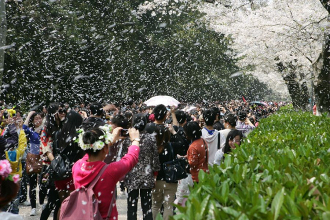 武汉大学挤爆了:数十万人乘高铁前去赏樱花(高清组图)