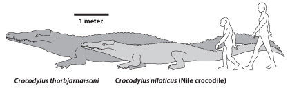  大小对比：瑟布贾纳森鳄、尼罗鳄、早期人类及现代人类的体形大小对比。