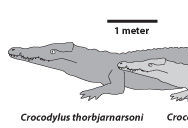 肯尼亚现巨型史前鳄鱼化石：长8.3米