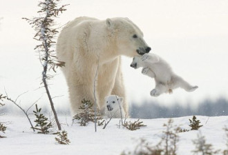 加拿大北极熊母子雪地赶路精彩瞬间