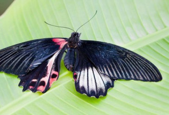 英国发现罕见人妖蝴蝶 身体半雄半雌