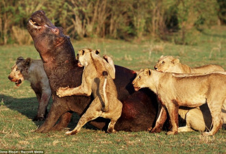 捕捉动物搏斗精彩瞬间 狮子围攻河马
