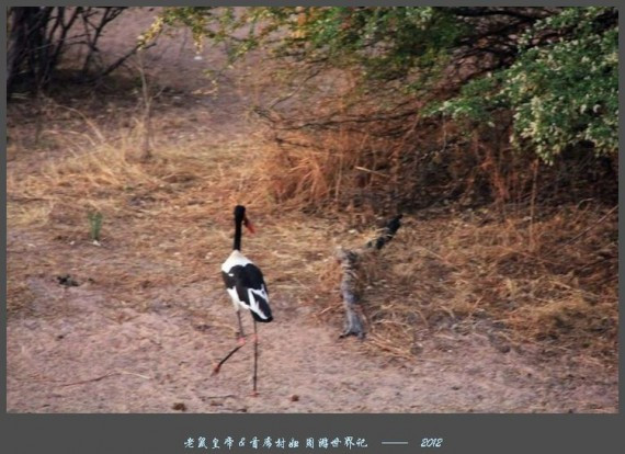 实拍文革时期中国援建非洲的铁路:坦赞铁路71.5小时(组图)