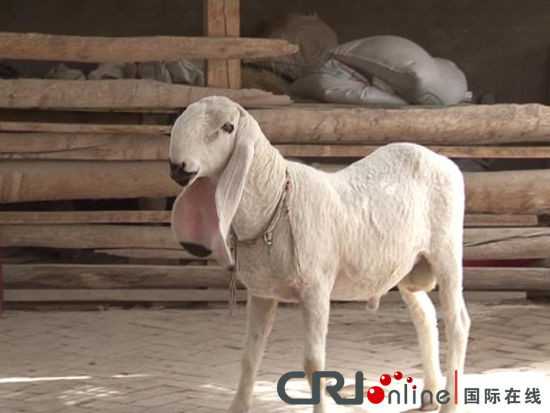 新疆英吉沙县再现天价羊 一只卖出1200万元(图)