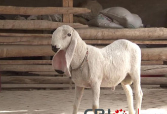 新疆一只羊被开价1200万元 主人拒售