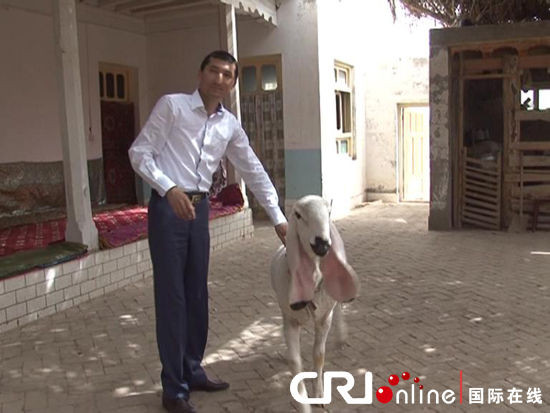 新疆英吉沙县再现天价羊 一只卖出1200万元(图)