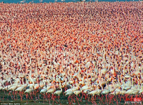 这场面太壮观了！实拍：肯尼亚百万火烈鸟迁徙奇观(多图)