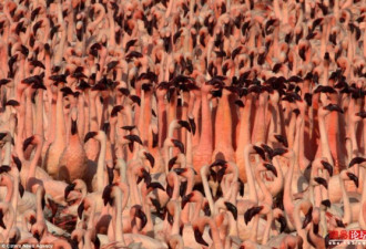 实拍：肯尼亚百万火烈鸟迁徙之奇观
