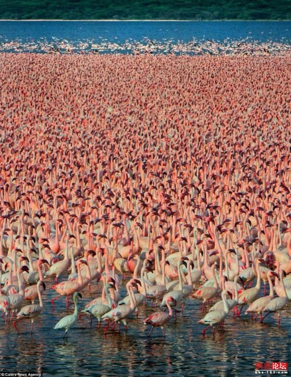 这场面太壮观了！实拍：肯尼亚百万火烈鸟迁徙奇观(多图)