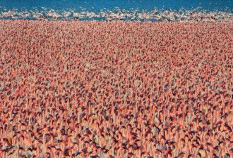 实拍：肯尼亚百万火烈鸟迁徙之奇观