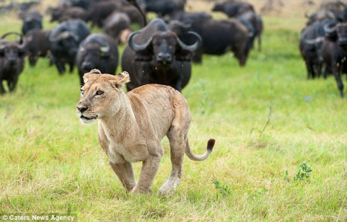 水牛团结抗敌转败为胜 群起追击非洲狮子(组图)