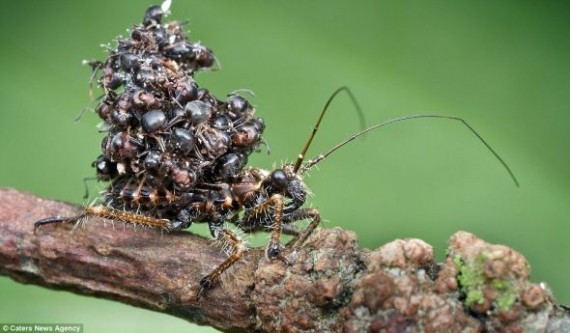 防御机制：摄影师拍到这只猎蝽背上驮着至少20个蚂蚁尸体，目的是避开潜在捕食者。