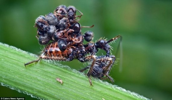 马来西亚摄影师拍到杀手虫背蚂蚁尸体防御敌人(组图)