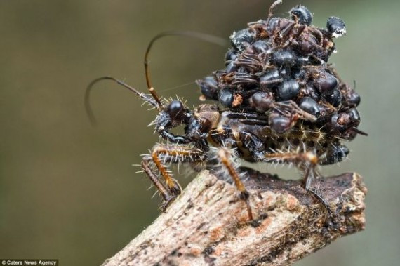 马来西亚摄影师拍到杀手虫背蚂蚁尸体防御敌人(组图)