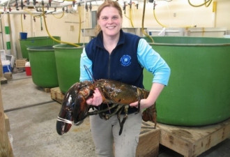 盘点十大传奇水中捕捞 最大龙虾近25斤