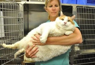 美国17.7公斤胖猫：因过度肥胖而死亡