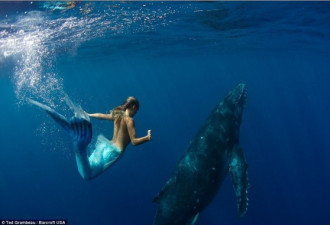 澳洲女子化身真人版美人鱼 与鲸鱼游
