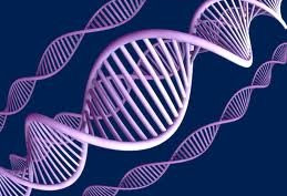 人工合成达DNA功能 生命或将可人造