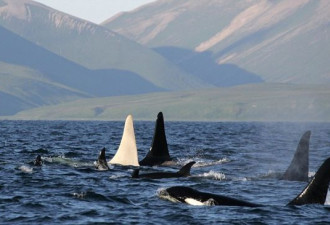 俄罗斯海域首次发现成年雄性白虎鲸