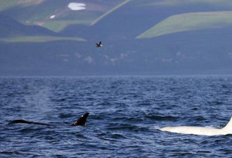 俄罗斯海域首次发现成年雄性白虎鲸