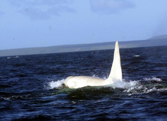 现在科学家打算追踪这个鲸群，以便发现更多与众不同的动物