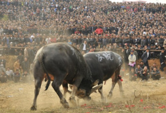 实拍贵州斗牛节：一年一度的民族盛会