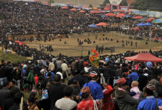 实拍贵州斗牛节：一年一度的民族盛会