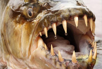 水虎鱼：牙齿似剃刀，杀伤速度惊人