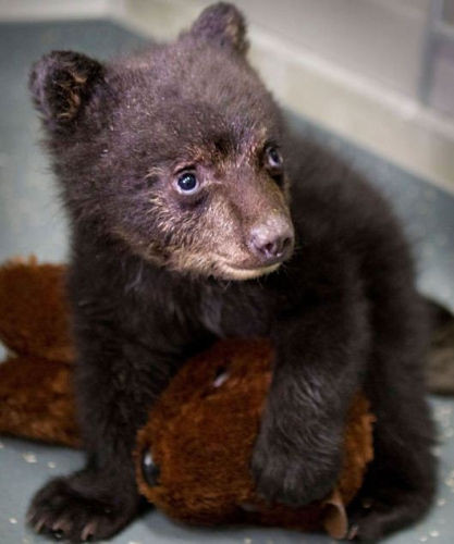 美国男孩在丛林中遇到2个月大黑熊 将其抱回家当宠物饲养(图)