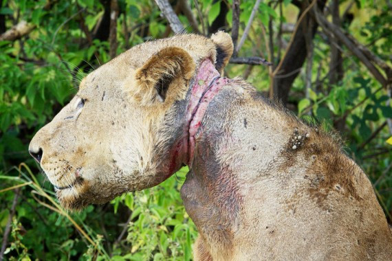 高清图集：坦桑尼亚偷猎日益猖獗 狮子遭勒颈奄奄一息