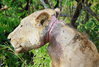 坦桑尼亚偷猎猖獗 狮子勒颈奄奄一息