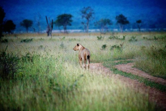 高清图集：坦桑尼亚偷猎日益猖獗 狮子遭勒颈奄奄一息