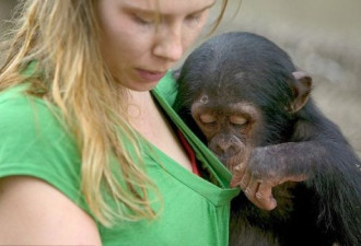 2岁黑猩猩扒开女饲养员领口端详其胸