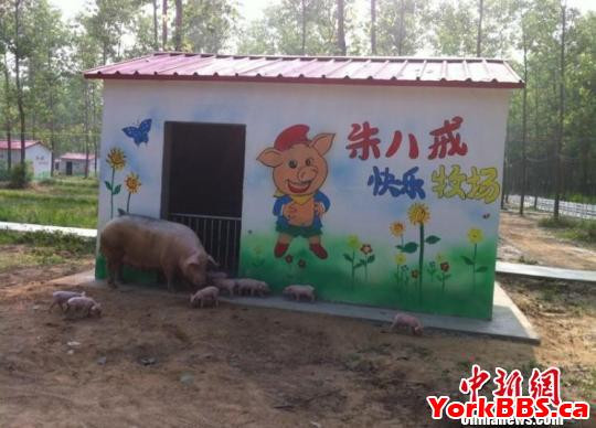 猪儿们在别墅旁自由散步朱志庚摄