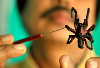 印度村庄遭毒蜘蛛群袭击 民众陷恐慌