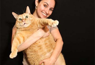 世界最胖猫 重15公斤取名海绵宝宝