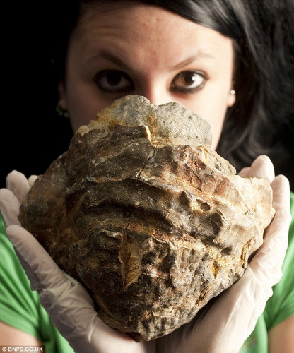 英国渔民意外捕捞到一亿年前牡蛎化石 或内含巨型珍珠(图)
