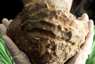 渔民捞到亿年前牡蛎化石或含巨型珍珠