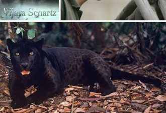 十大罕见黑色动物 美洲豹披幽灵斑纹