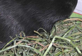 十大罕见黑色动物 美洲豹披幽灵斑纹