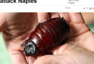 意大利滋生大批巨型红蟑螂 体长7厘米