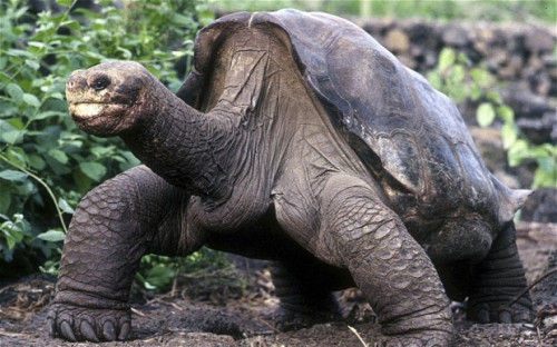 世界最后一只加拉帕戈象龟去世，估计近100岁。