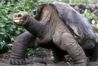 老龟死 加拉帕戈象龟平塔岛亚种灭绝