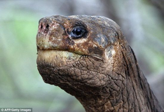 加拉帕戈斯象龟主要分布在厄瓜多尔的加拉帕戈斯群岛，它因体型庞大，被称作象龟，其最长寿命可达200岁