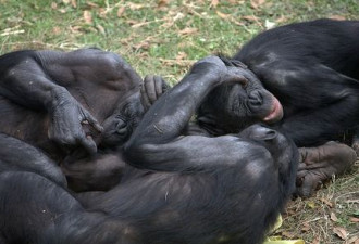 11种怪异的动物交配 倭黑猩淫乱之极