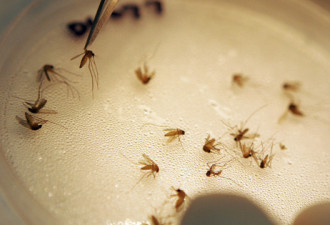 多伦多发现西尼罗毒蚊：提醒网友防咬